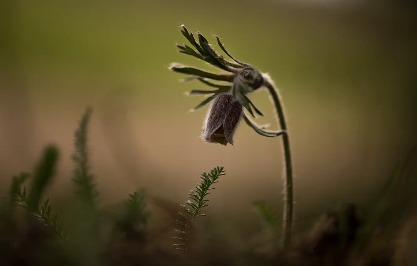 Фото обои цветы, природа, фон, сон-трава, прострел