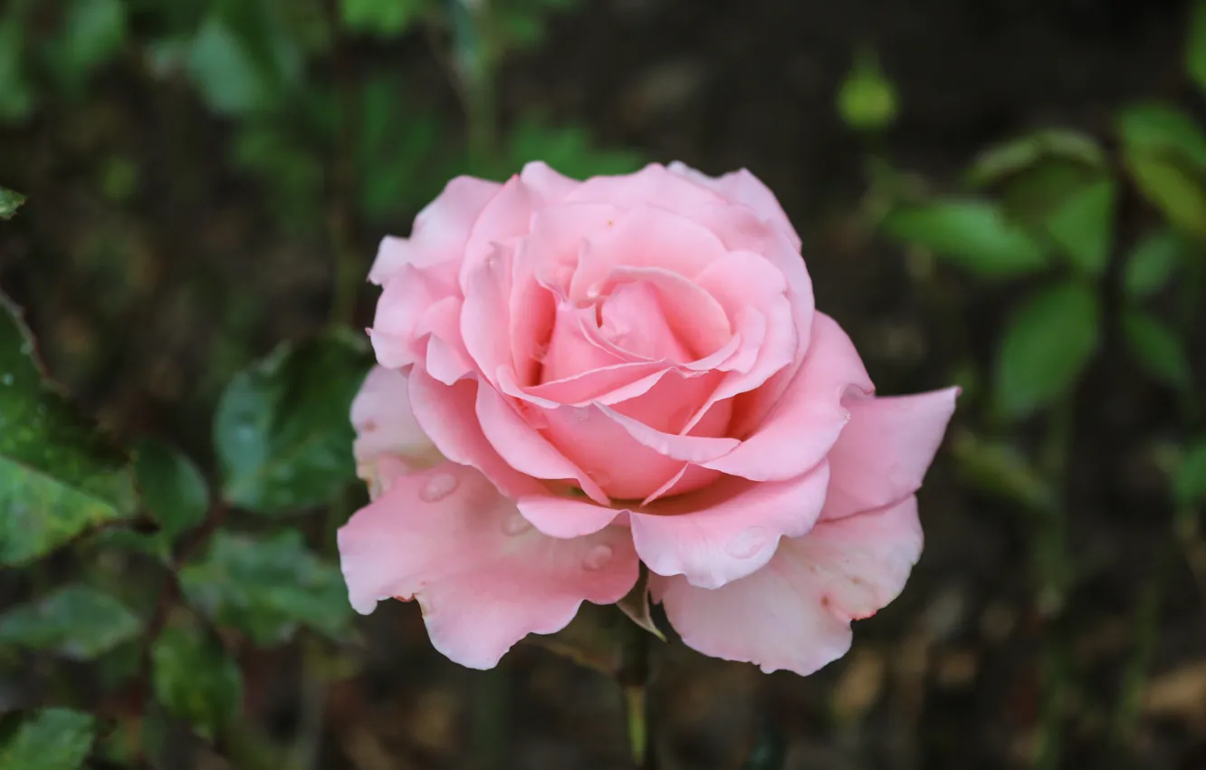Фото обои роза, розовый цветок, красивая роза, цветок розы, нежный цветок