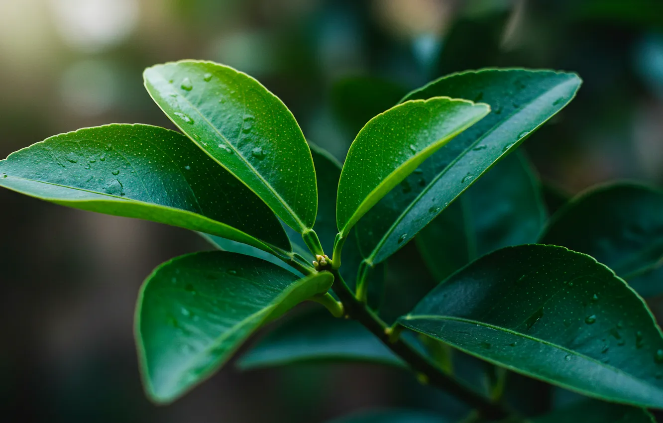 Фото обои макро, обои, ветка, wallpaper, macro, боке, bokeh, branch