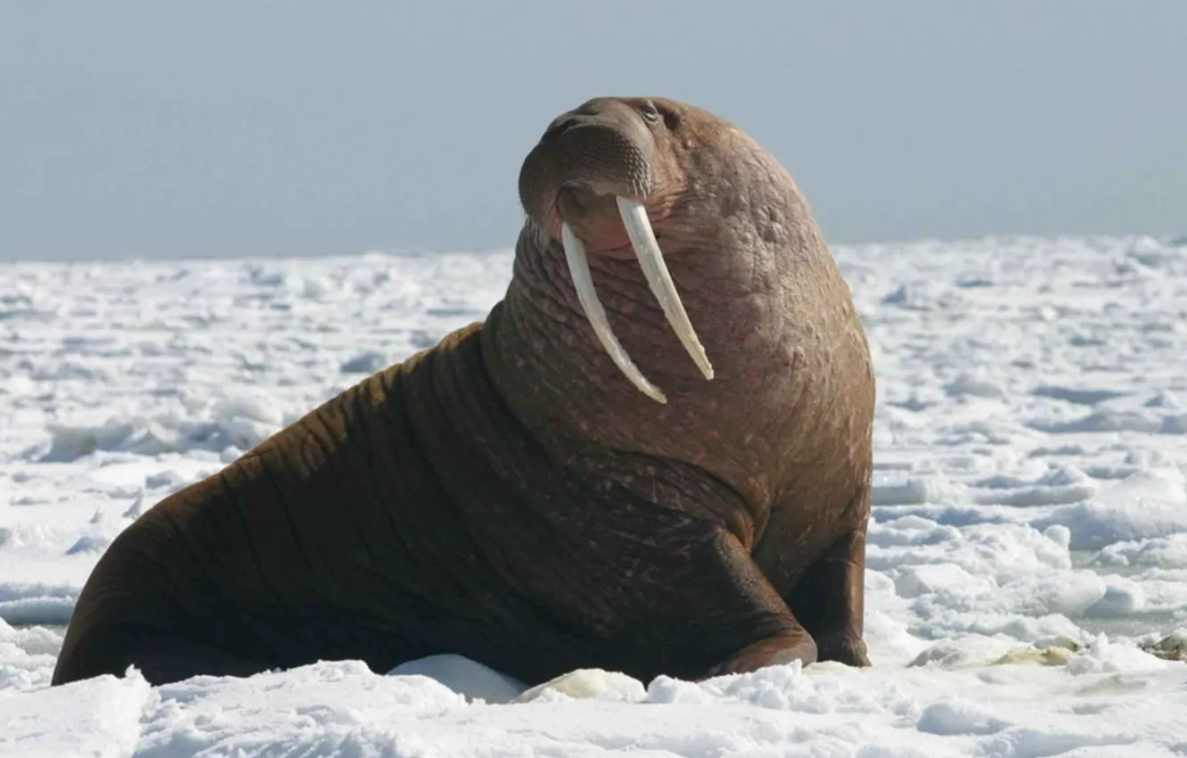 Фото обои face, bull, wildlife, head, portrait, Walrus, pacific walrus