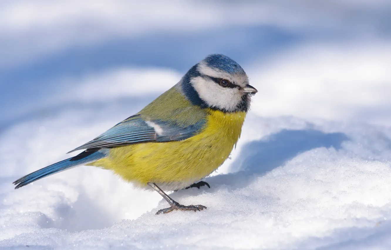 Фото обои colorful, beautiful, eating, sight, tit, frost, eurasian, feeder