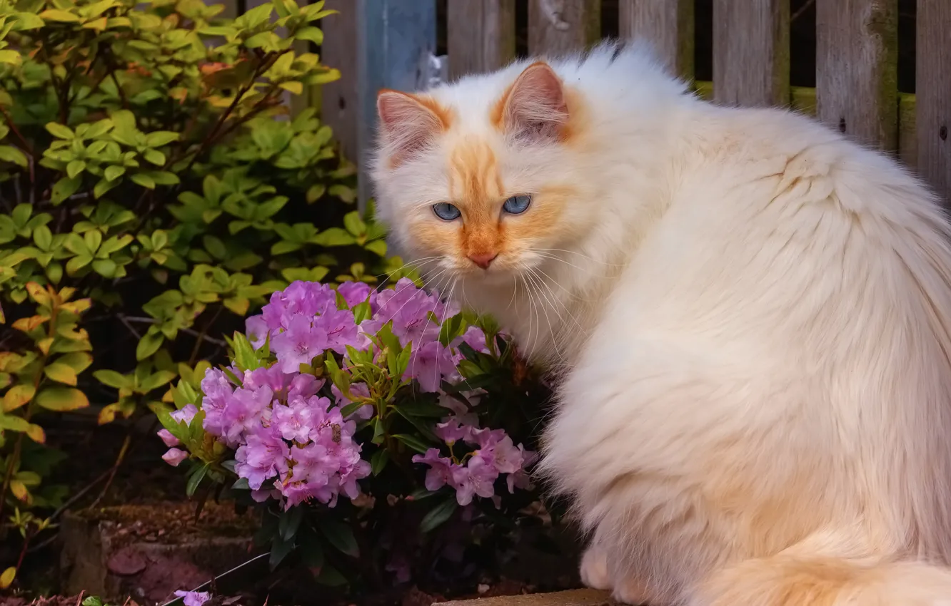 Фото обои кошка, белый, кот, взгляд, морда, листья, цветы, ветки