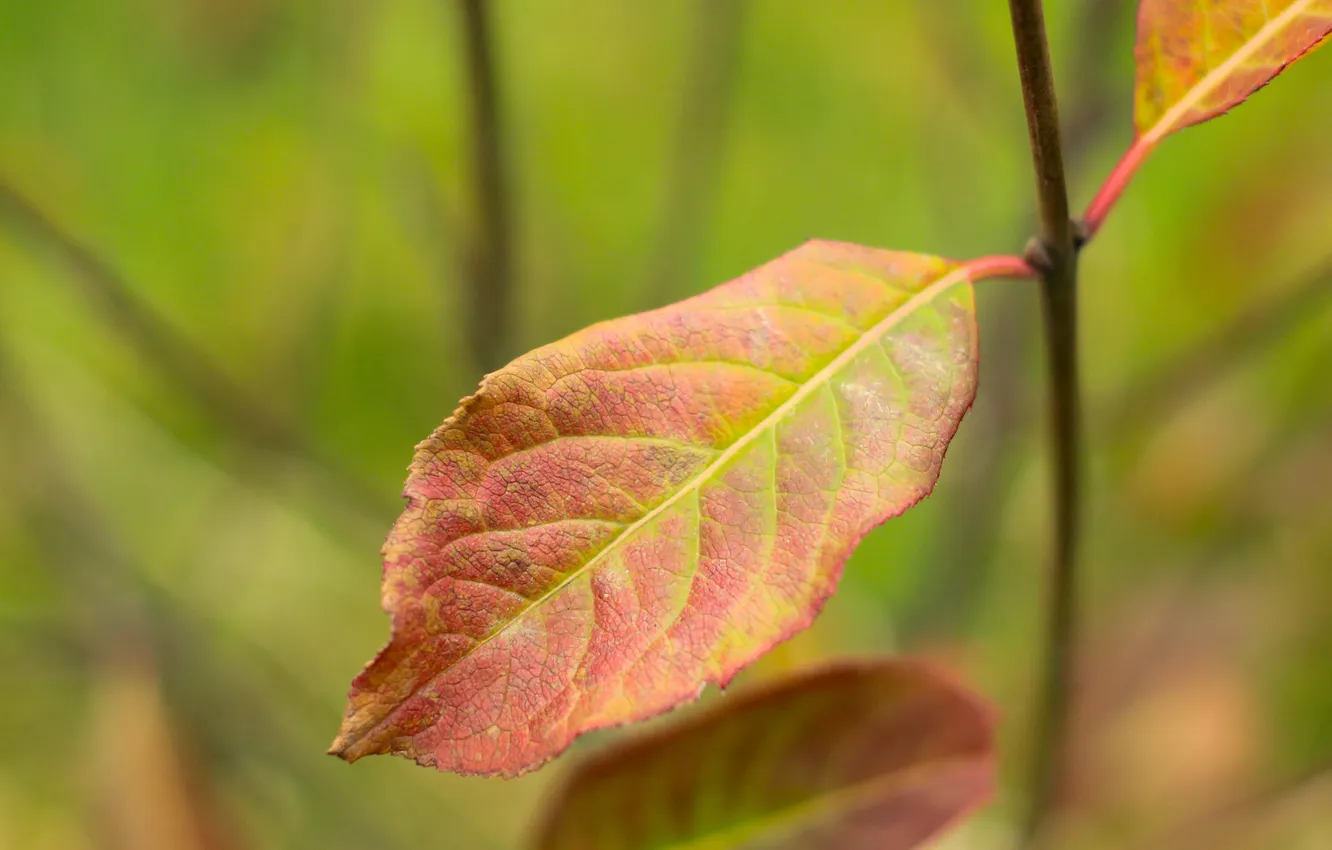 Фото обои autumn, color, leaf, fall