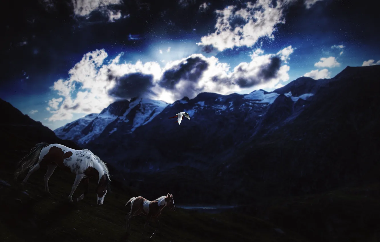 Фото обои небо, звезды, облака, снег, горы, птица, Лошадь, вечер