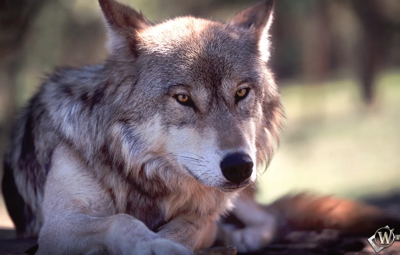 Фото обои fantasy, nature, art, snow, predator, face, animal, wolf