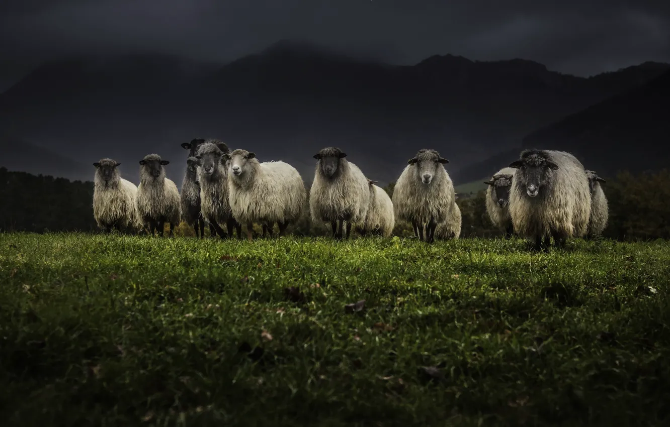 Фото обои ночь, природа, овцы