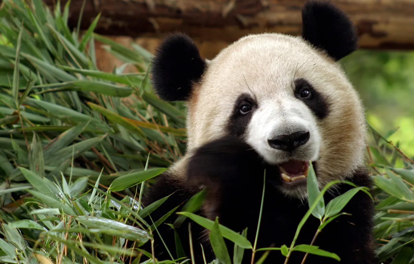 Фото обои китай, бамбук, медведь, панда