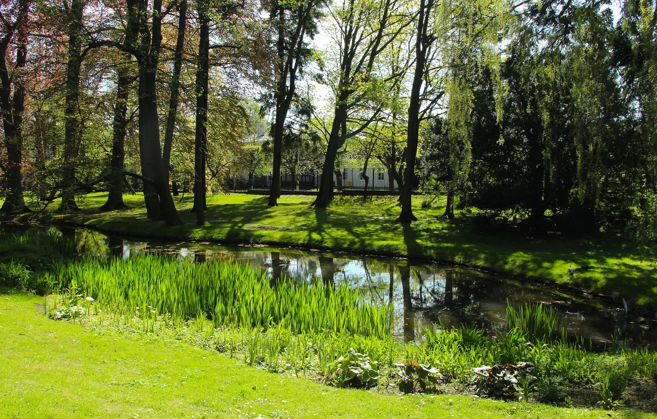 Фото обои green, trees, park, spring, pond