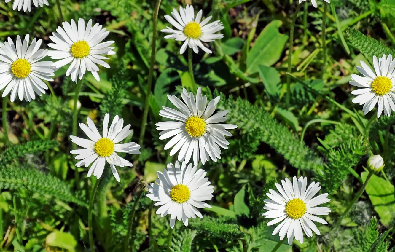 Фото обои Трава, Ромашки, Grass, Daisy, Camomile