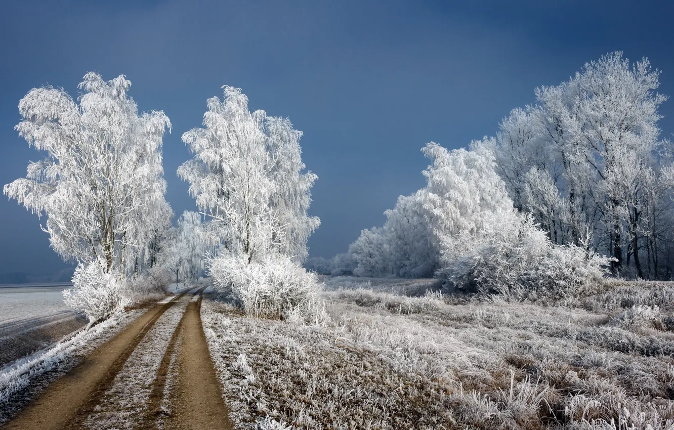 Фото обои зима, иней, дорога, берёзы