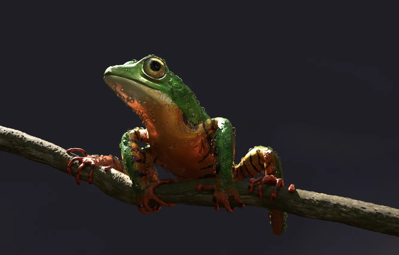 Фото обои лягушка, арт, Alessandro Mastronardi, Amazon tree frog: tiger stripes color variation
