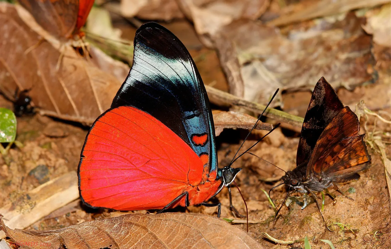 Фото обои листья, бабочки, бабочка, черная, красная, яркая, пожухлые