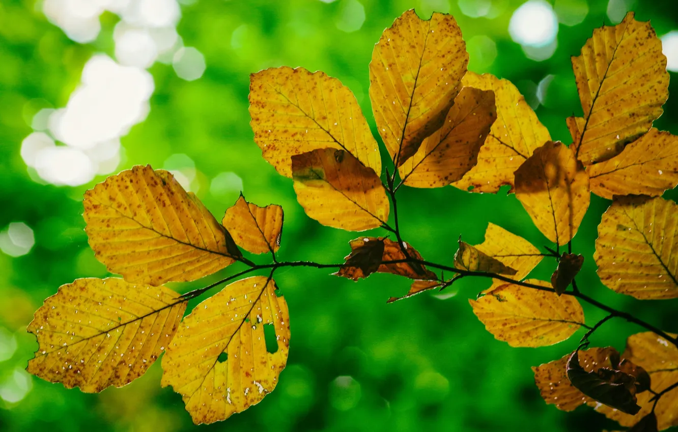 Фото обои осень, листья, макро, свет, ветка, блик