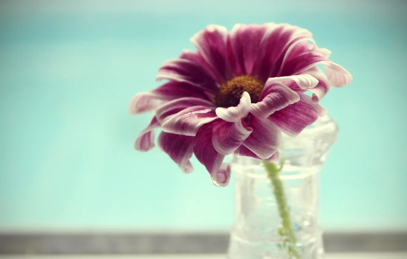 Фото обои цветок, вода, макро, лепестки, ваза, flower, water, macro