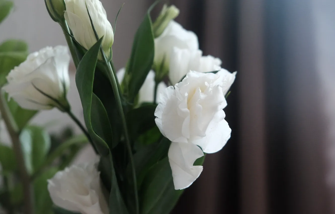 Фото обои цветы, букет, эустома
