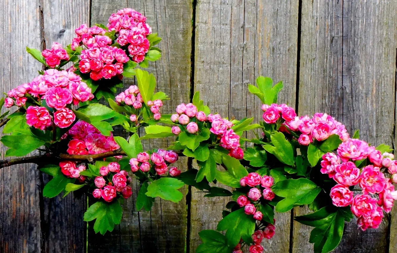 Фото обои flower, twig, blooming