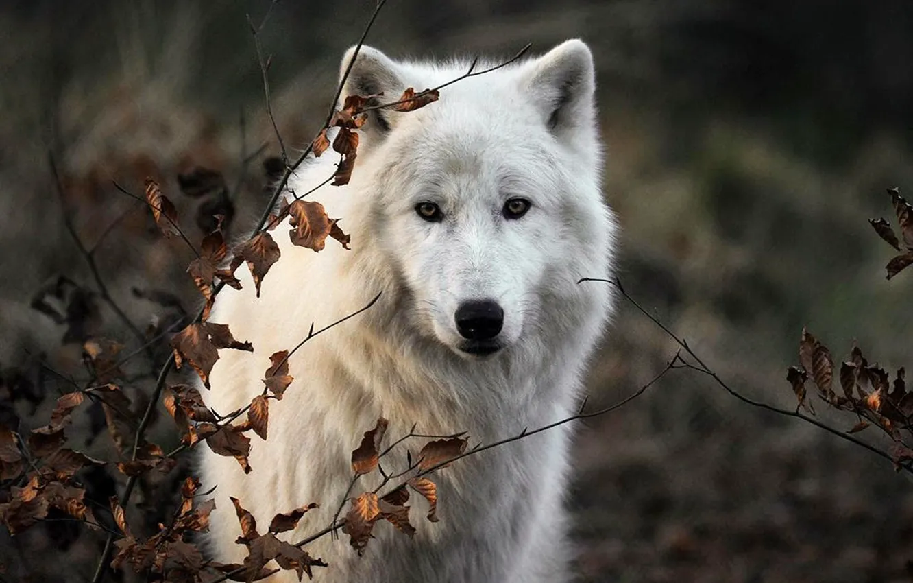 Фото обои nature, predator, animal, wolf, wildlife, portrait, portrait., Canis lupus. face