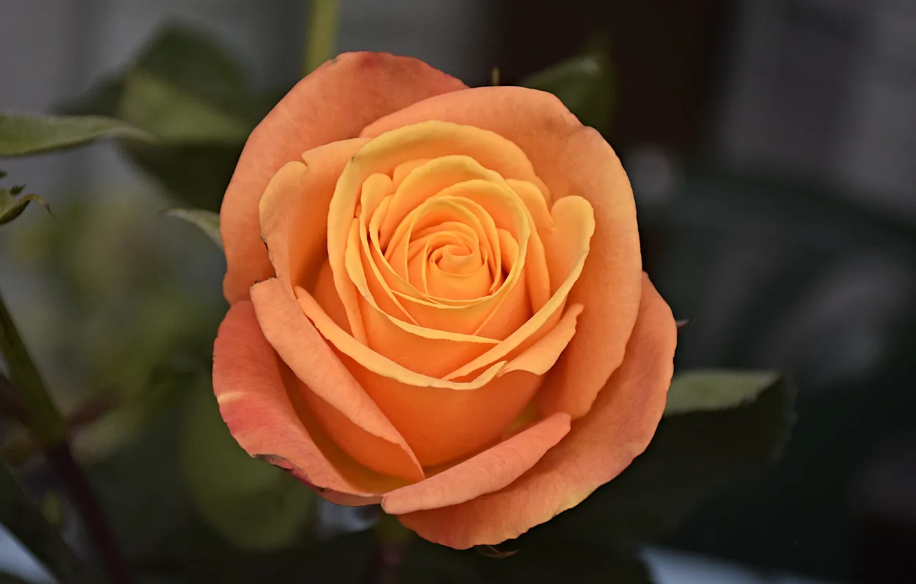 Фото обои Роза, Rose, Orange rose, Оранжевая роза