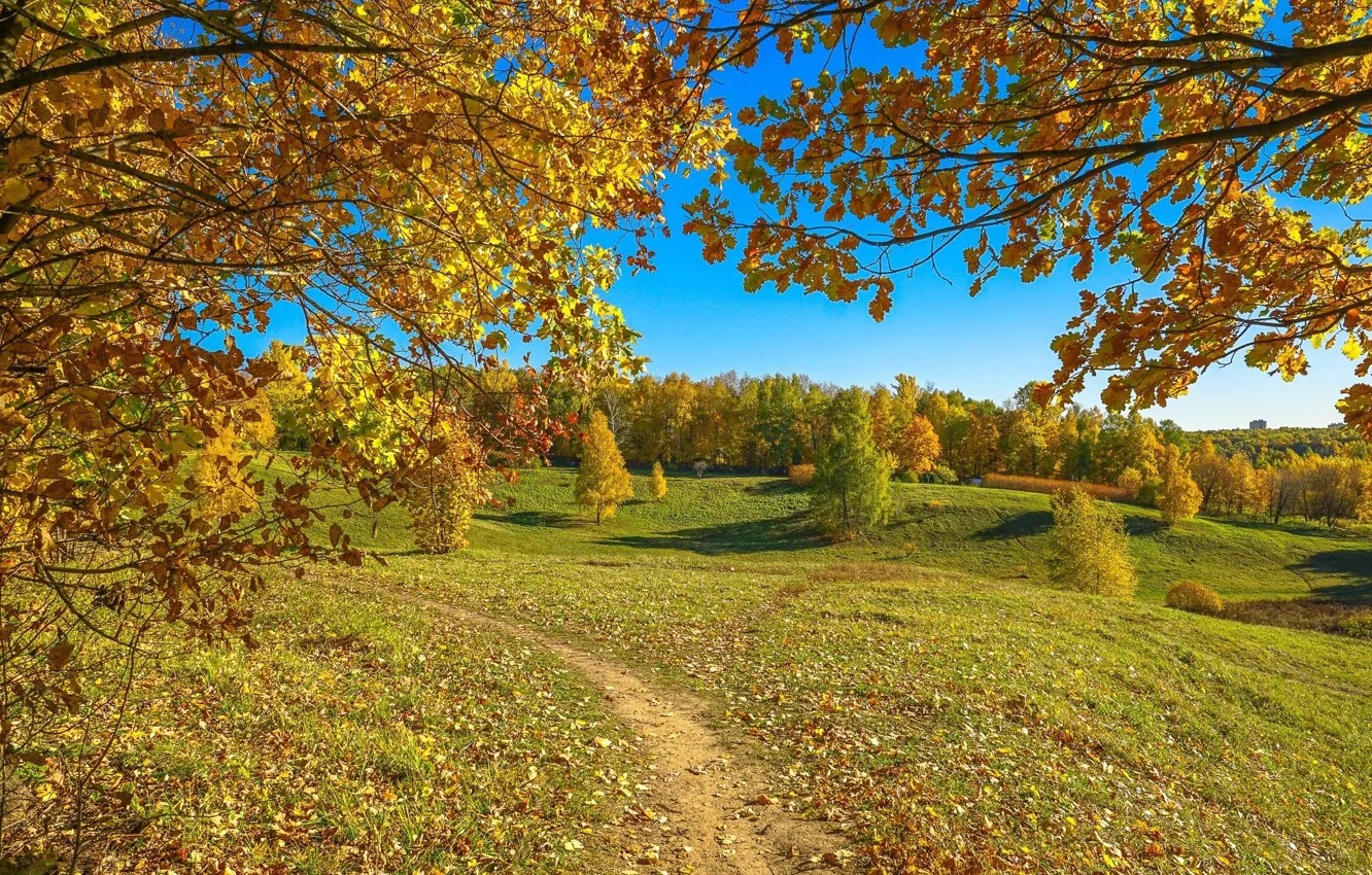 Фото обои осень, солнце, деревья, листва