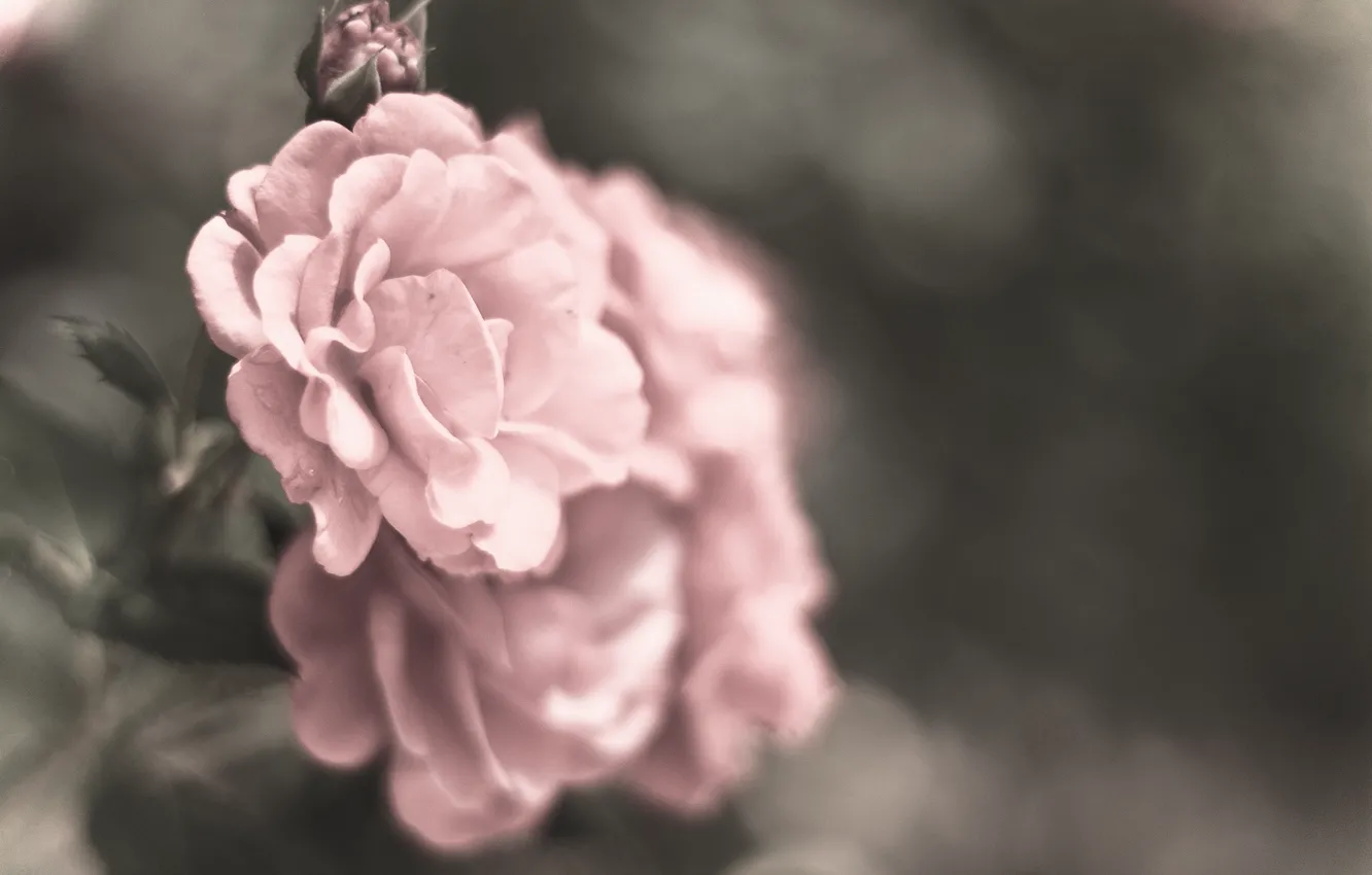 Фото обои макро, цветы, серый, цвет, розы, лепестки, размытость, розовые