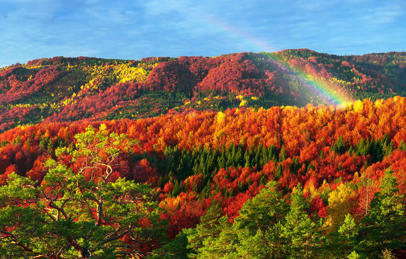 Фото обои осень, лес, солнце, деревья, горы, разноцветные, Украина, золотая