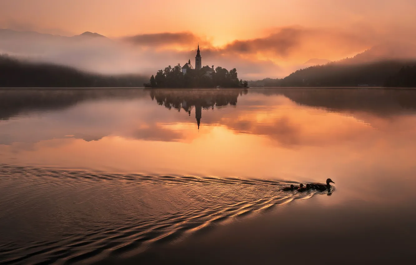 Фото обои свет, туман, озеро, утки, утро, Словения, Блед