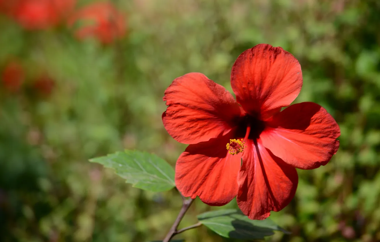 Фото обои цветы, красный, лепестки