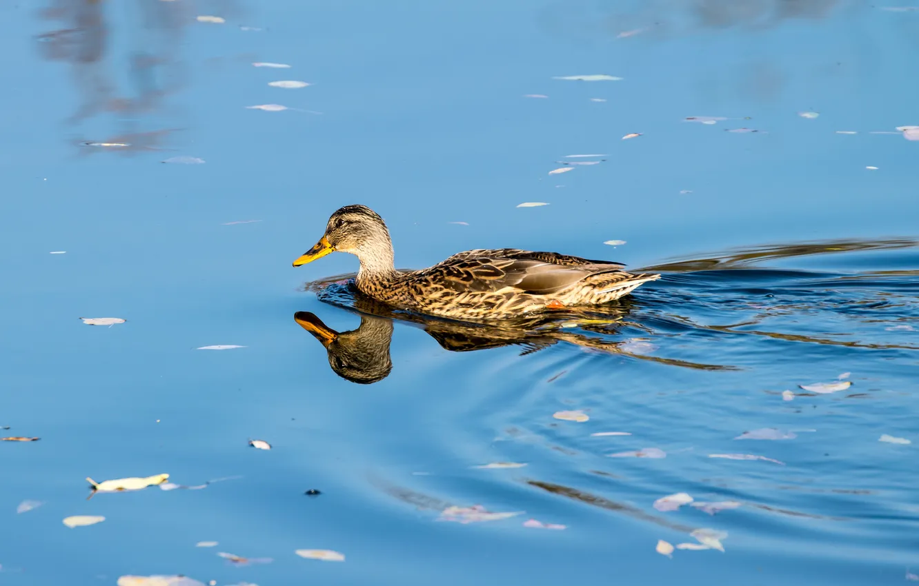 Фото обои lake, reflection, duck