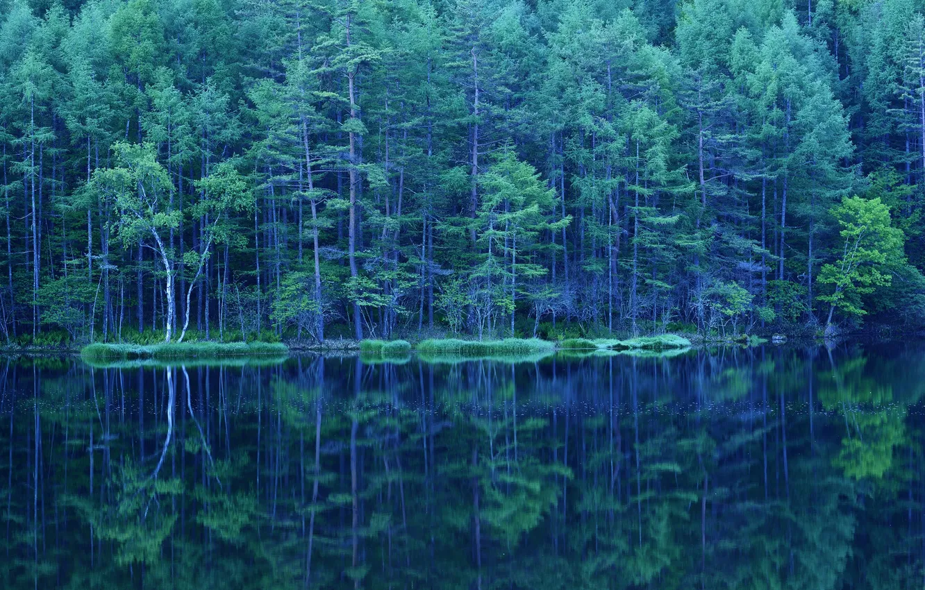 Фото обои зелень, лес, деревья, озеро, отражение, весна