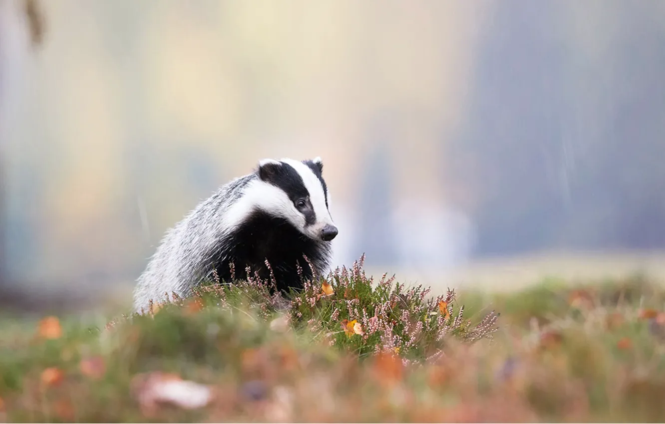 Фото обои animal, black and white, badger