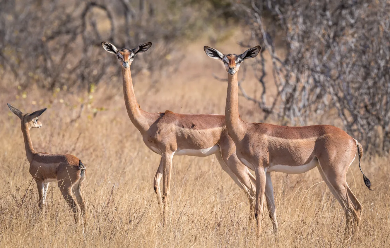 Фото обои антилопа, африканская, геренук, жирафовая газель