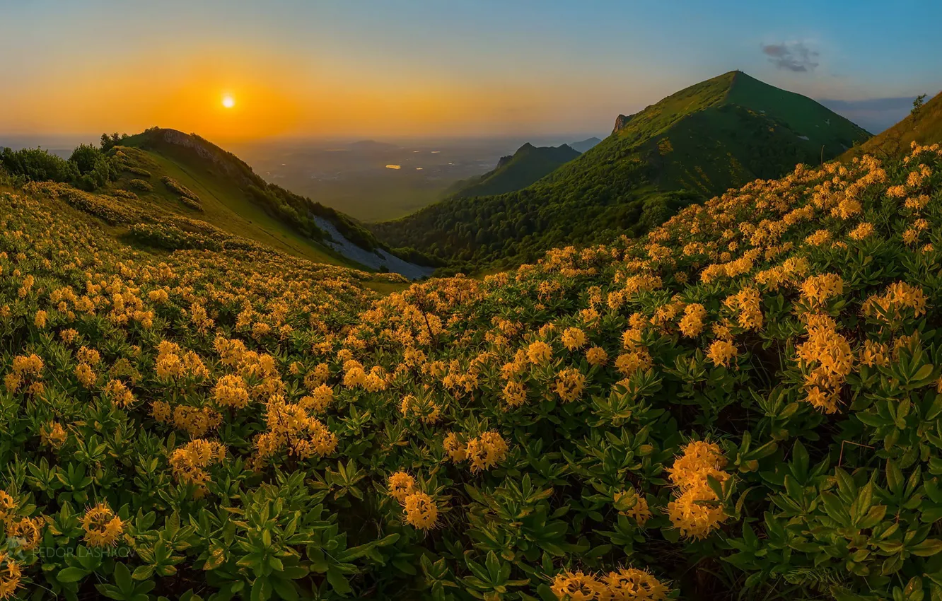 Фото обои закат, цветы, горы, природа