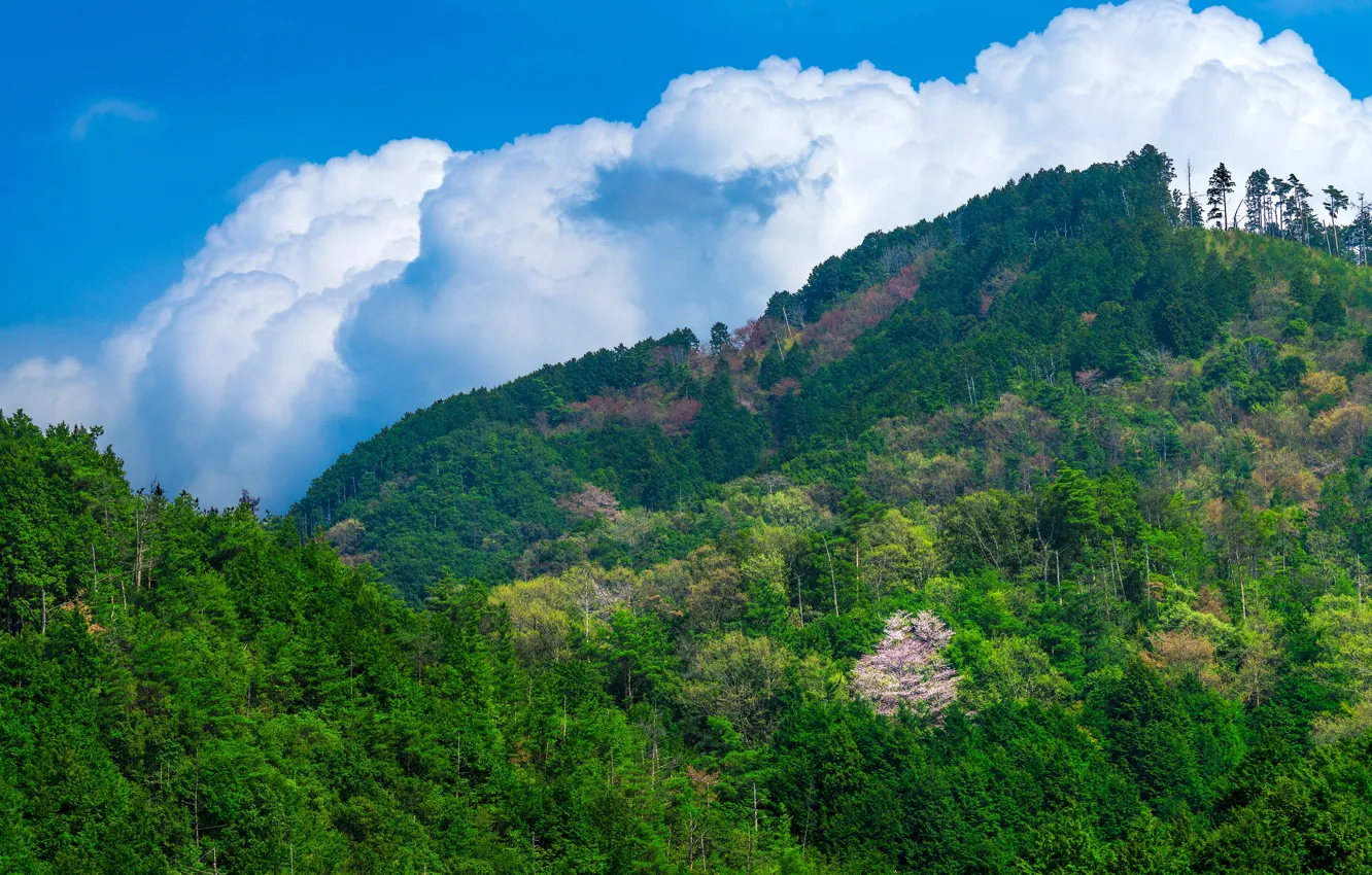 Фото обои зелень, лес, небо, солнце, облака, деревья, горы, Япония