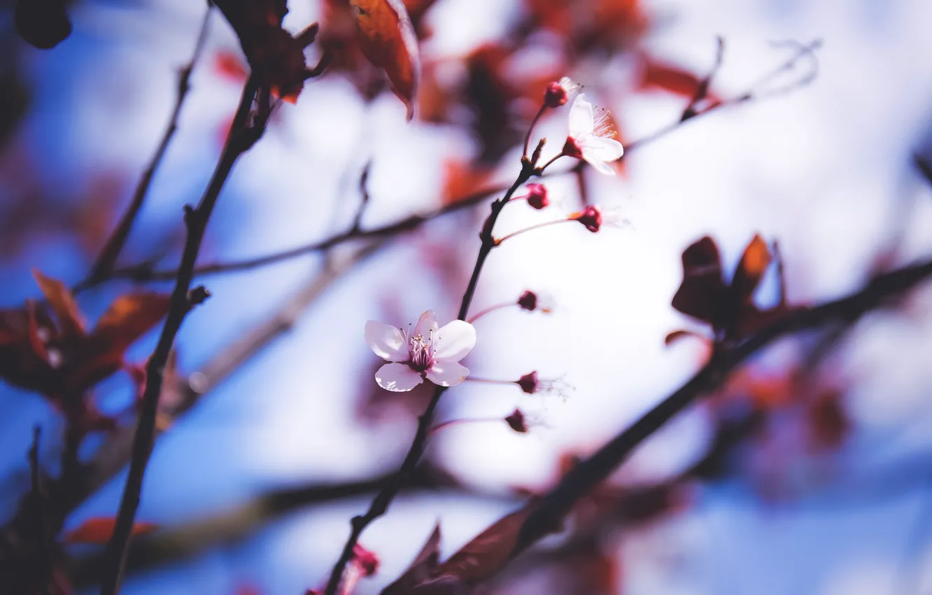 Фото обои цветы, ветки, природа, растение, весна, сад, цветет, flower