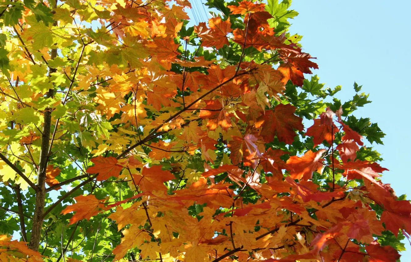 Фото обои Осень, Листья, Клён