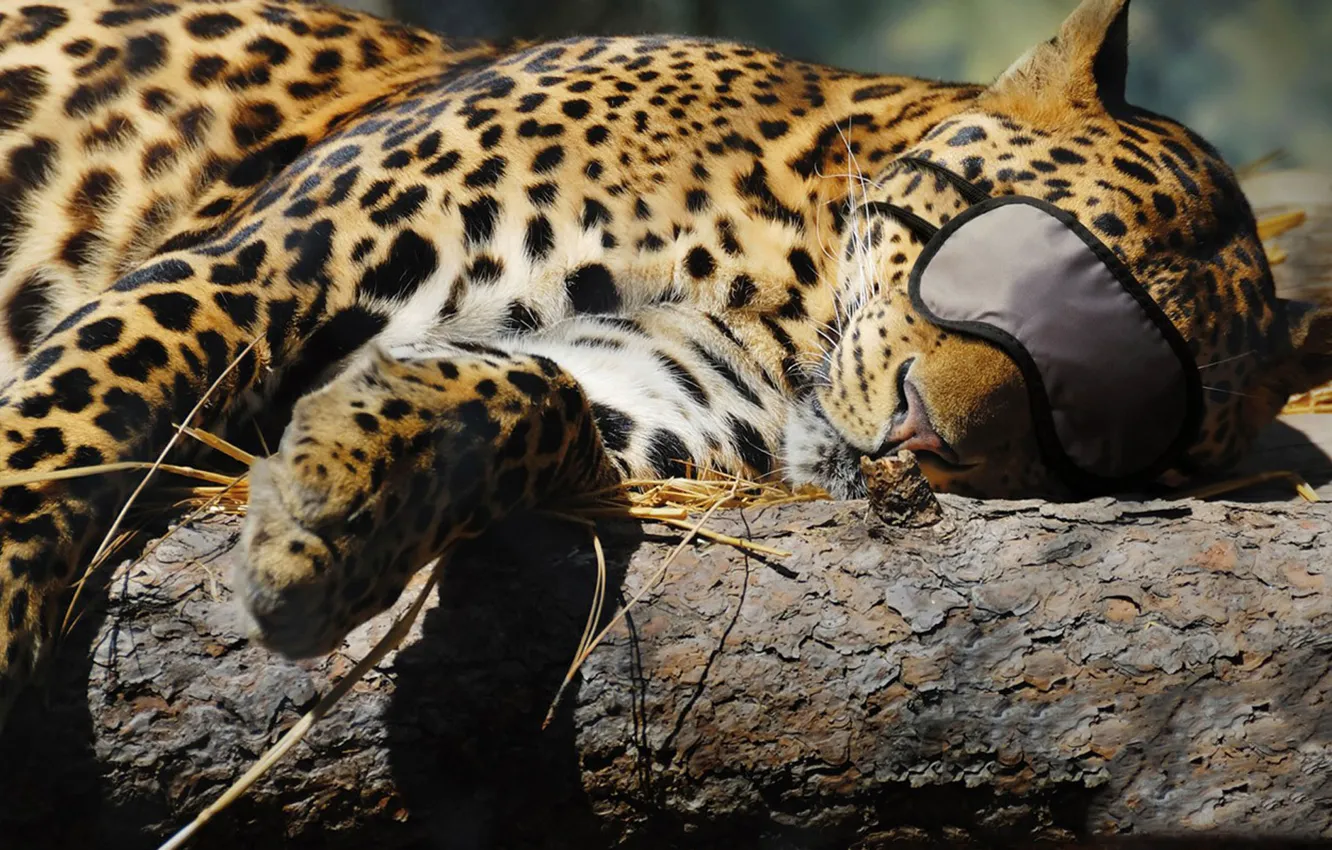 Фото обои кошка, Леопард, спит, повязка