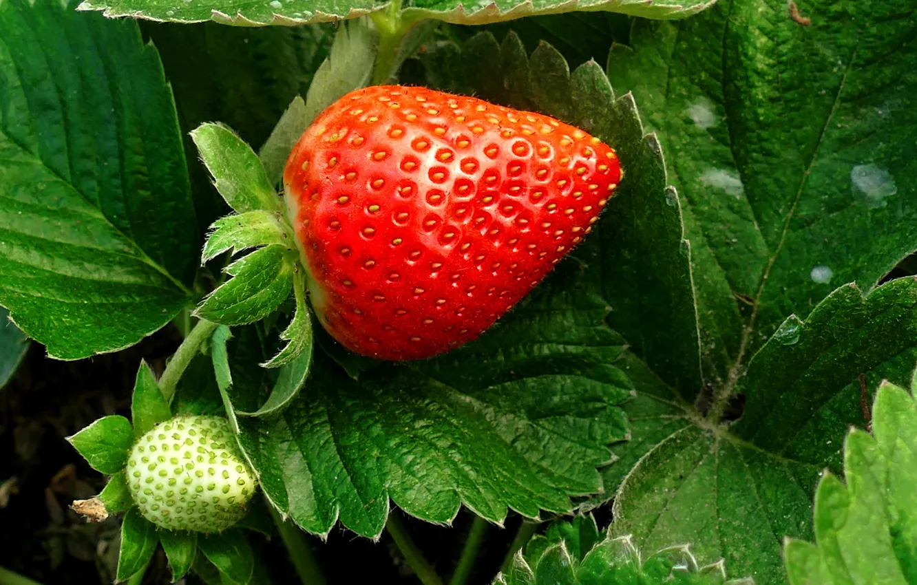 Фото обои листья, макро, ягоды, клубника