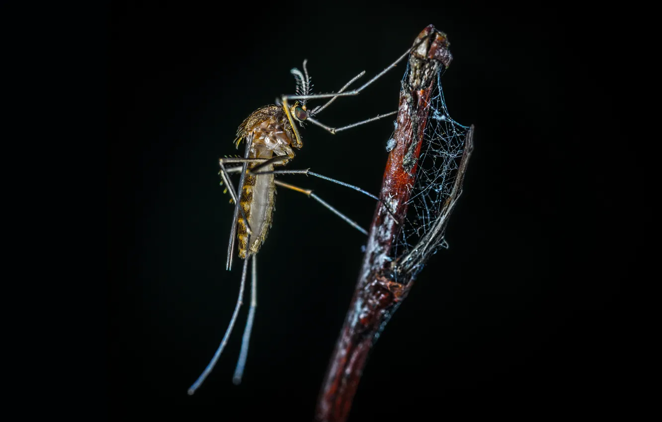 Фото обои Макро, Комар, Веточка, Насекомое, Macro, Insect, Mosquito, Лапы