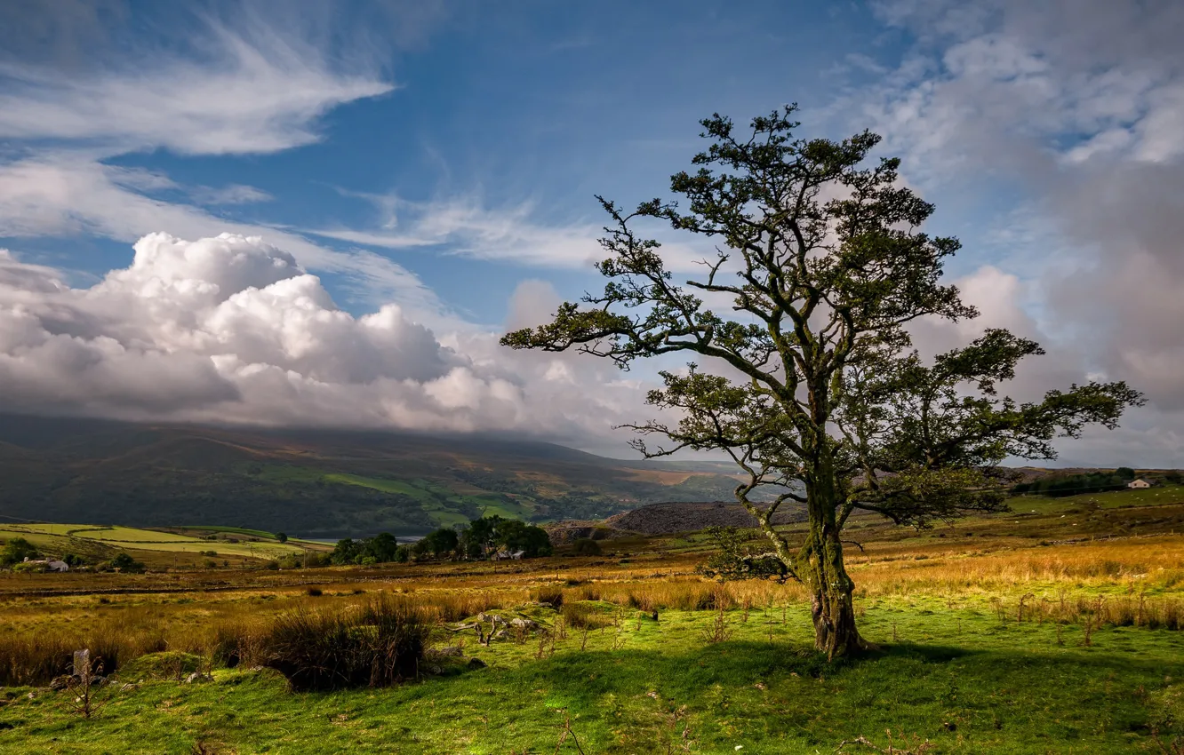 Фото обои облака, дерево, долина, Уэльс, Нантл