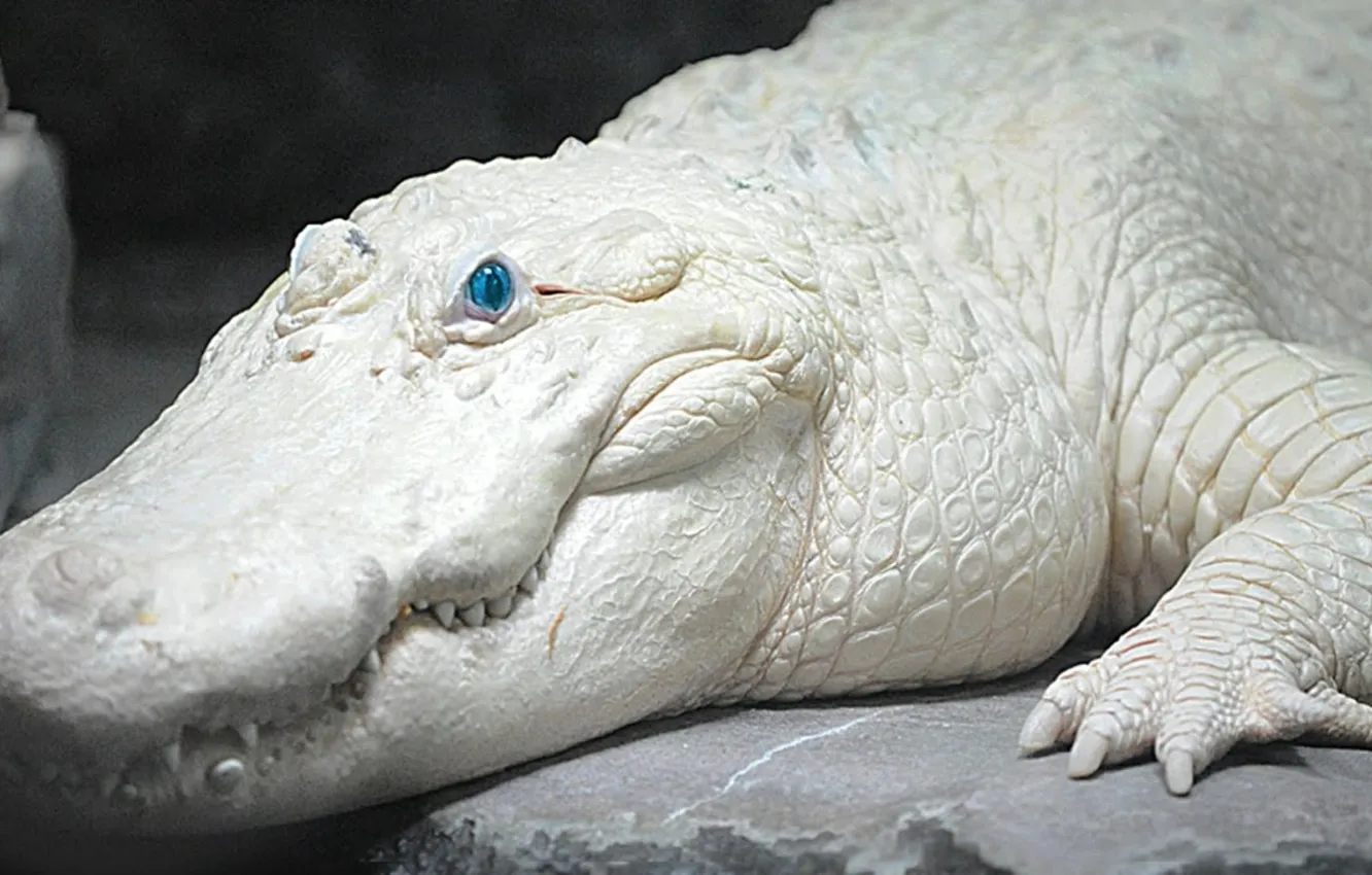 Фото обои Blue, White, Eyed, animal themes, one animal, Rare Albino Crocodile