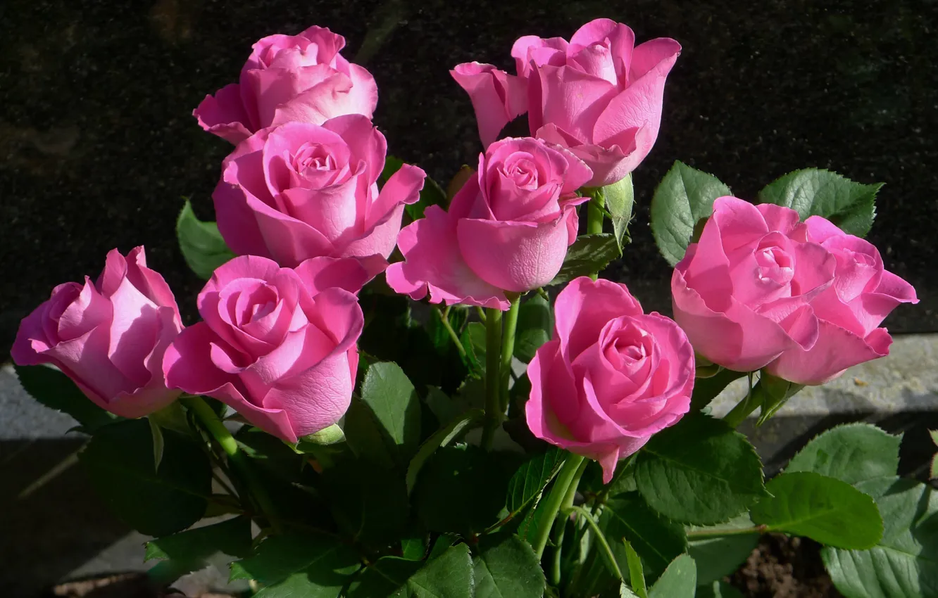 Фото обои розы, бутоны, pink, roses, бует