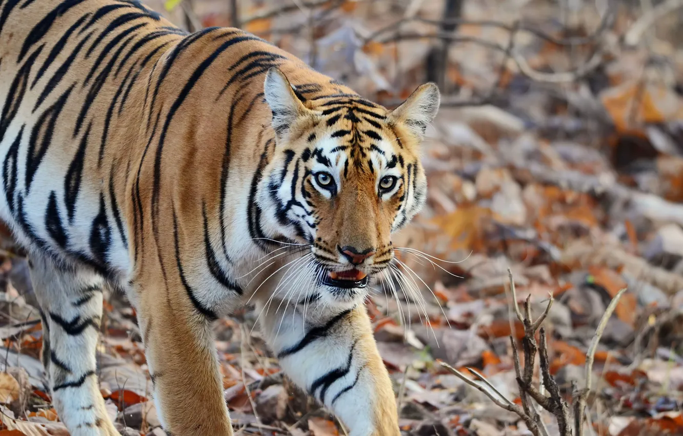 Фото обои природа, тигр, полосы, хищник