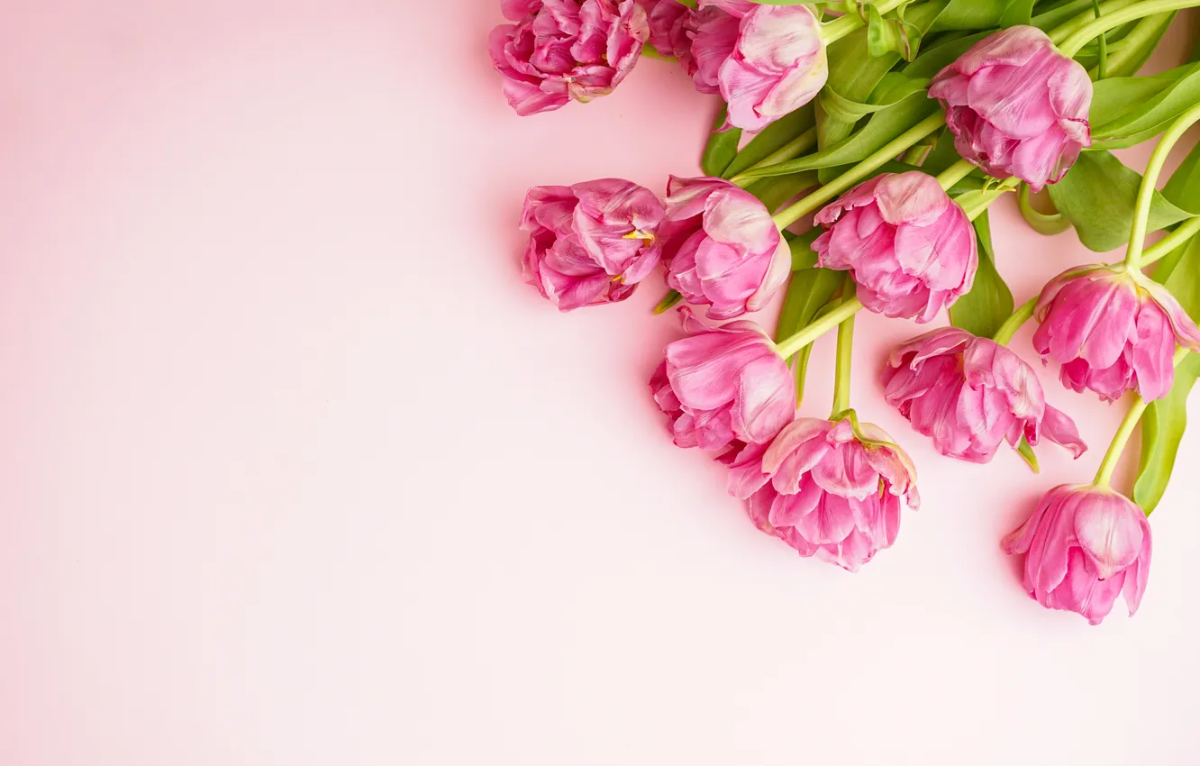 Фото обои цветы, букет, тюльпаны, розовые, pink, flowers, beautiful, tulips