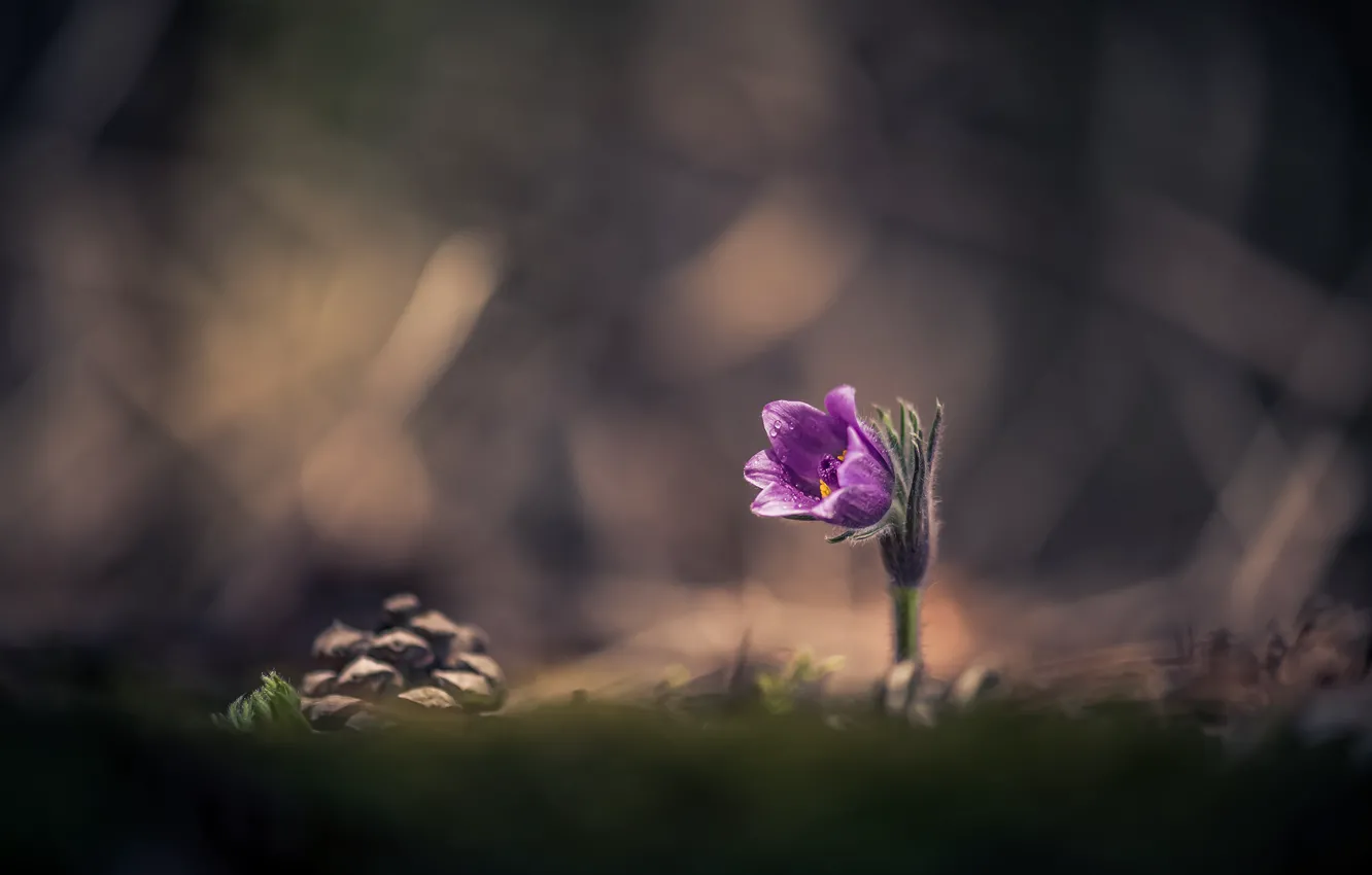 Фото обои цветок, природа, весна, шишка, первоцвет, сон-трава, прострел, Atanas Kulishev
