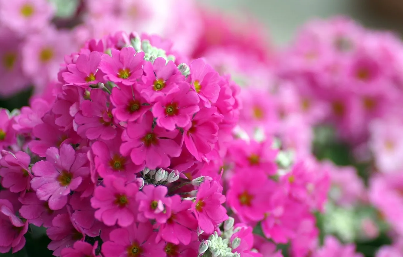 Фото обои макро, цветы, яркие, розовые, флокс