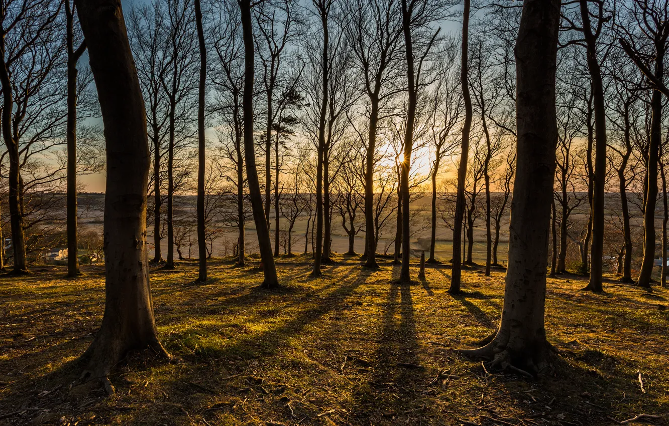 Фото обои лес, солнце, деревья, закат, вид
