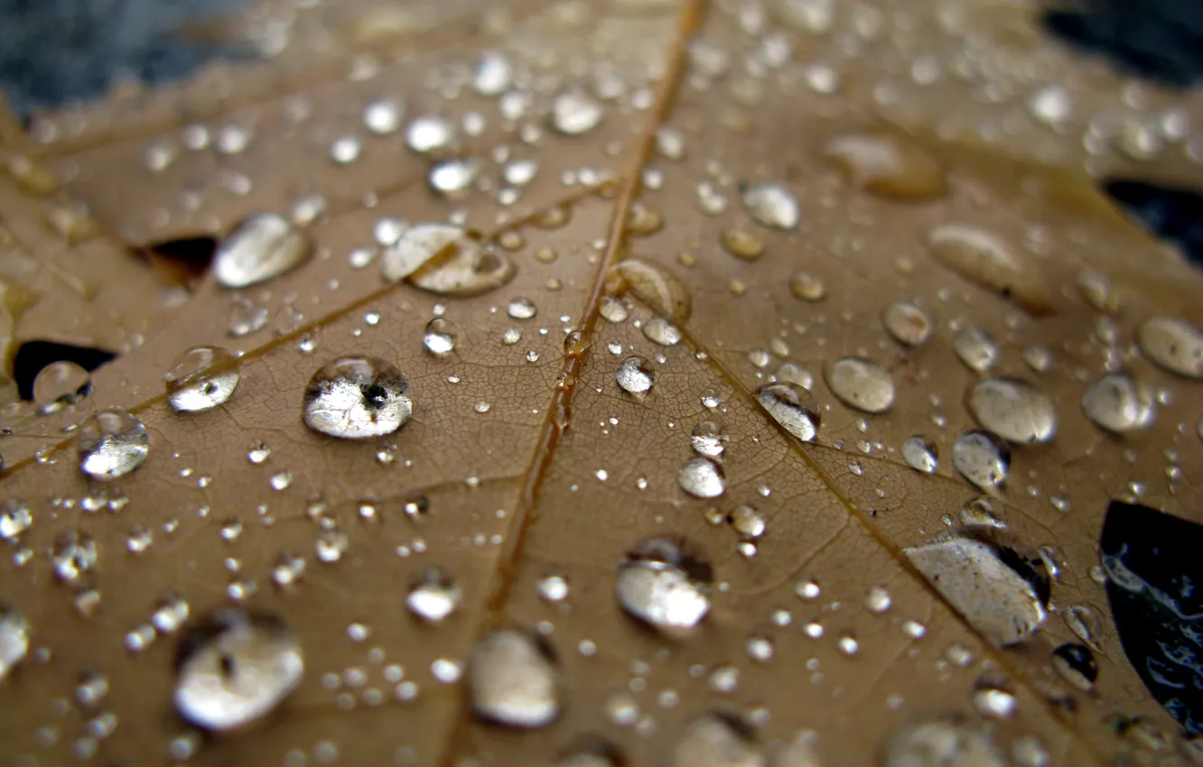 Фото обои вода, капли, макро, лист, дождь, прохлада, осен