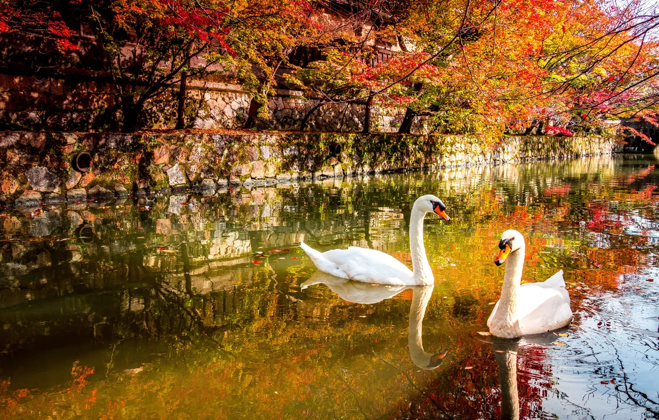 Фото обои осень, птицы, пруд, парк, лебедь