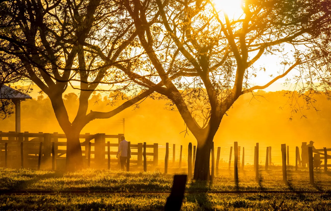 Фото обои свет, деревья, закат, солнечный свет, ранчо