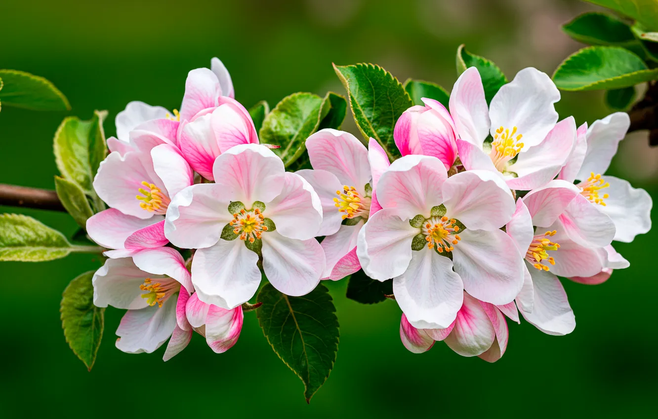 Фото обои листья, цветы, фон, обои, ветка, весна, wallpaper, яблоня